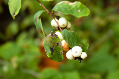 Symphoricarpos albus