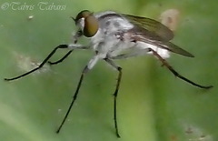 Therevidae