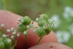 Bifora americana