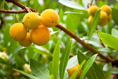 Arbutus unedo