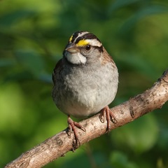 Zonotrichia albicollis