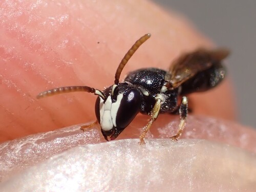 Hylaeus leptocephalus observed 2026-08-19