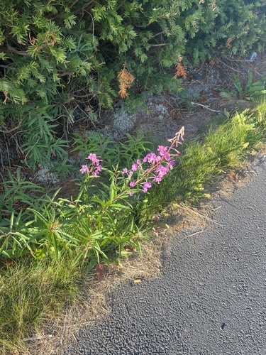 fireweed