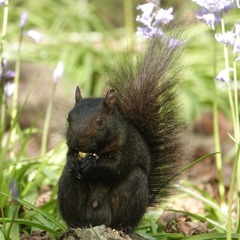 Sciurus carolinensis