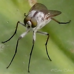Therevidae