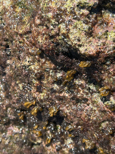 Asteronema breviarticulatum observed 2026-07-30