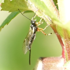 Itoplectis conquisitor