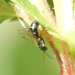 Itoplectis conquisitor