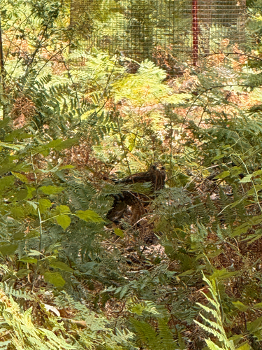 iNaturalist observation photo of Red-shouldered Hawk