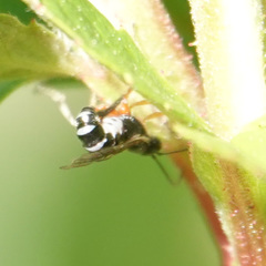 Itoplectis conquisitor