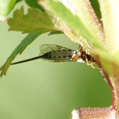 Itoplectis conquisitor