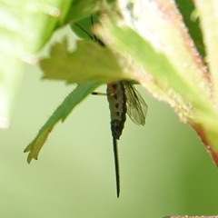 Itoplectis conquisitor