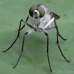 Therevidae