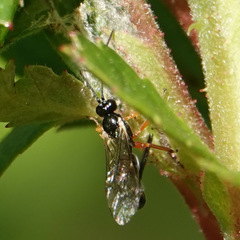 Itoplectis conquisitor