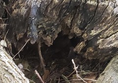 Sceloporus olivaceus