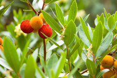 Arbutus unedo