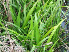 Crinum americanum