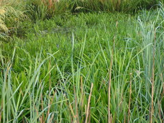 Crinum americanum