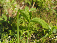 Arisaema dracontium