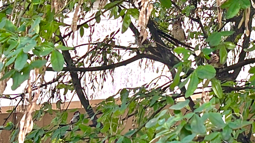 House Sparrow