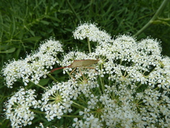 Gonocerus acuteangulatus