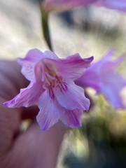 (c) André Deschodt, some rights reserved (CC BY) Gladiolus hirsutus, photograph (c) André Deschodt, some rights reserved (CC BY)