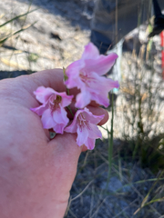 (c) André Deschodt, some rights reserved (CC BY) Gladiolus hirsutus, photograph (c) André Deschodt, some rights reserved (CC BY)