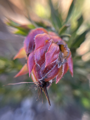 Liparia splendens