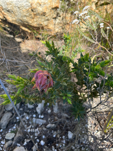 Liparia splendens, photograph 2