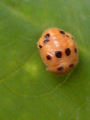 Coccinellidae
