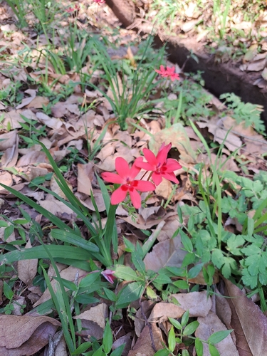 Freesia laxa laxa