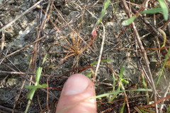 Eleocharis microcarpa