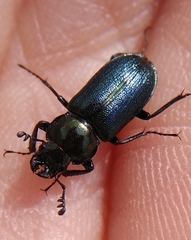 Platycerus