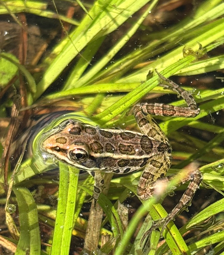 Pickerel Frog