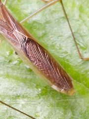 Leptocorisa