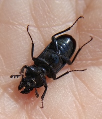 Platycerus