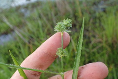 Fuirena simplex simplex