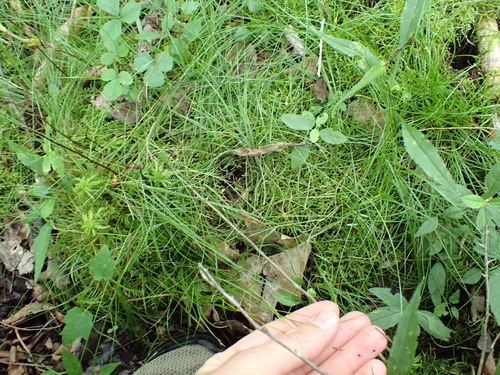 Carex leptalea, photograph 5