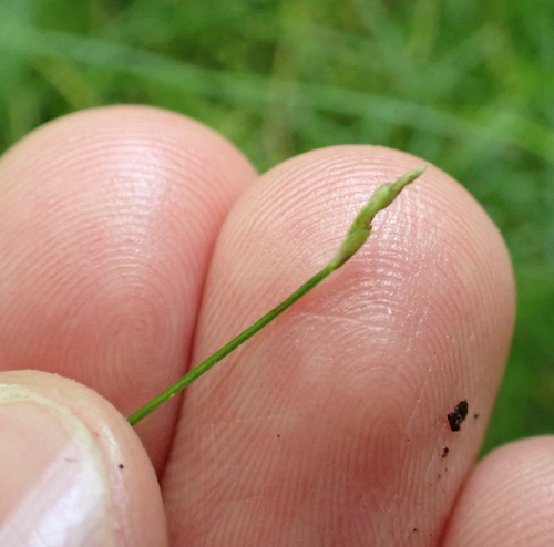 Carex leptalea, photograph 4