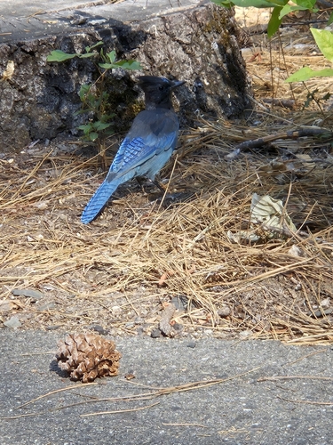 iNaturalist observation photo of Steller's Jay