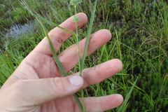 Fuirena simplex simplex