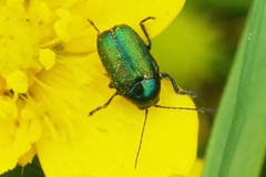 Cryptocephalus aureolus
