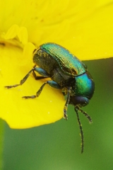 Cryptocephalus aureolus