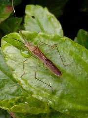 Leptocorisa