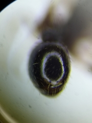 Tetramorium moravicum