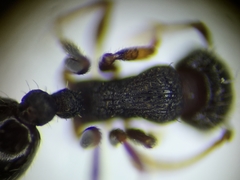 Tetramorium moravicum