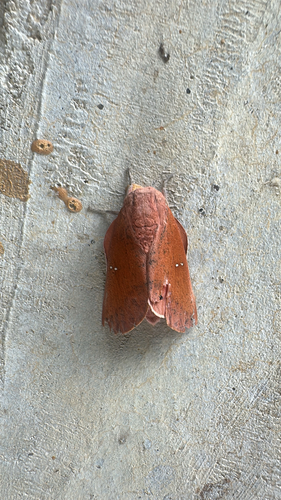 Honey Locust Moth