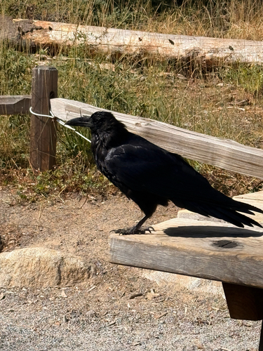 iNaturalist observation photo of Common Raven