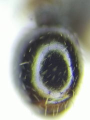 Tetramorium moravicum