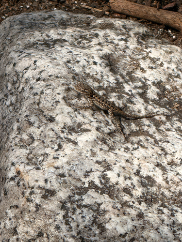 iNaturalist observation photo of Western Fence Lizard